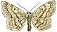 Scopula nigropunctata