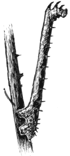 Bild 5. Mätarlarv i vila, förvillande lik en kvist.